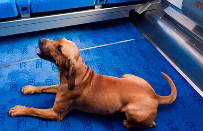 Psy i koty coraz częściej podróżują z PKP Intercity