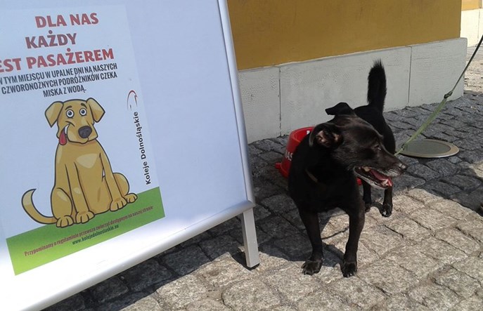 Koleje Dolnośląskie z myślą o czworonożnych pasażerach