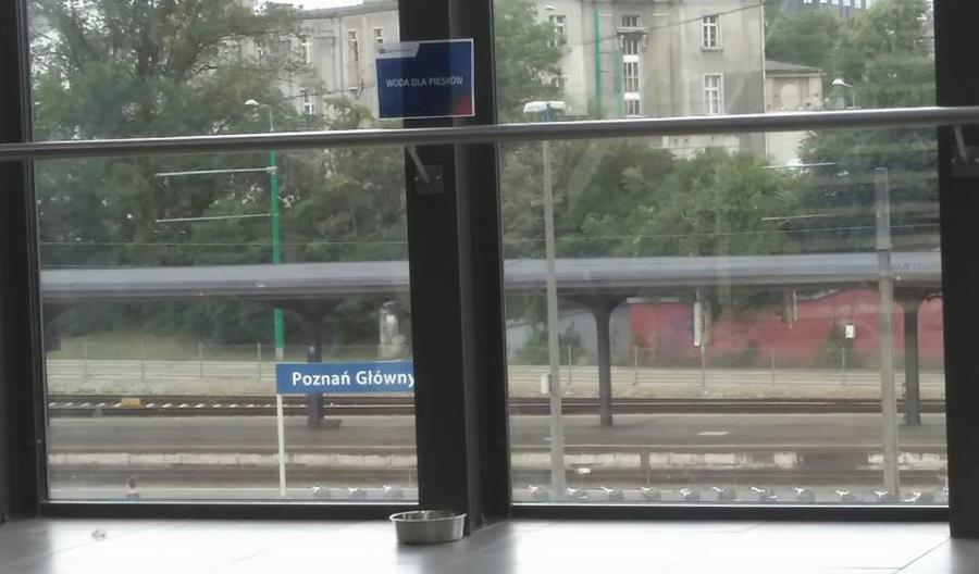 Woda dla piesków. PKP dba o zwierzęta Woda dla piesków. PKP dba o zwierzęta