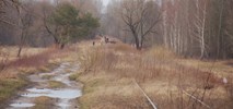 Lubelskie: Kolejowe przejście graniczne pod Włodawą nie powstanie szybko