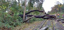 70-letni Czech udawał islamskiego terrorystę, ścinając drzewa na tory