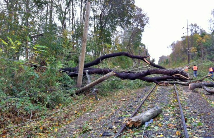 70-letni Czech udawał islamskiego terrorystę, ścinając drzewa na tory