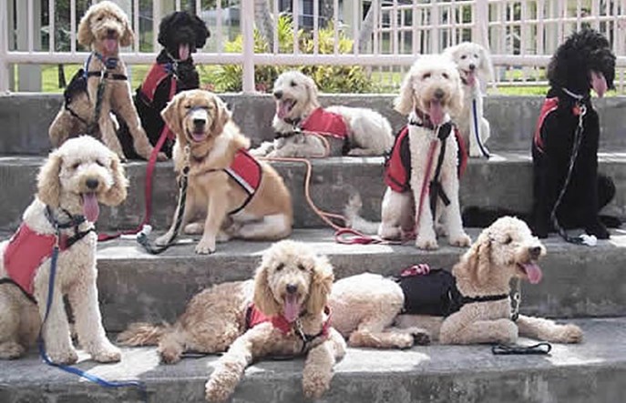 PKP Intercity nie pobiera już opłat za psy asystujące