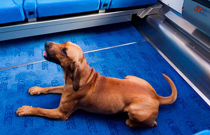 Kiedy nie możemy zabrać psa do pociągu?