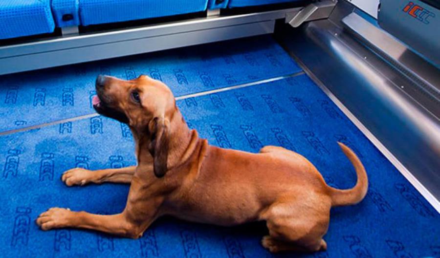 Kiedy nie możemy zabrać psa do pociągu?