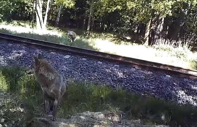 PKP PLK: Zwierzęta w pobliżu Rail Baltiki są bezpieczne 