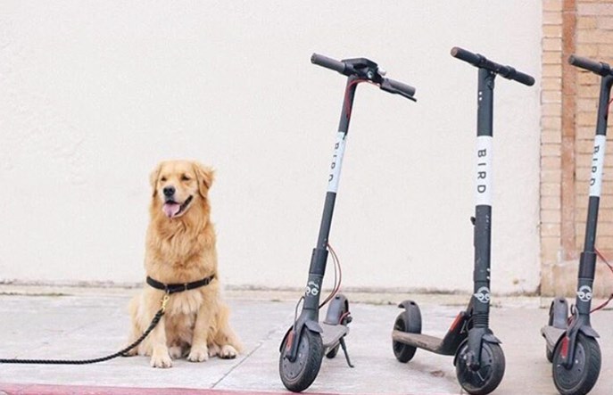 Warszawa. Trzeci hulajszering na ulicach stolicy