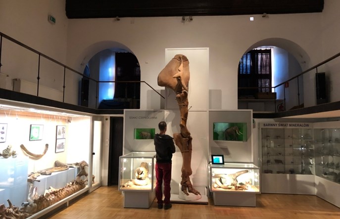 Warszawa. Badania potwierdziły. W metrze leżał słoń