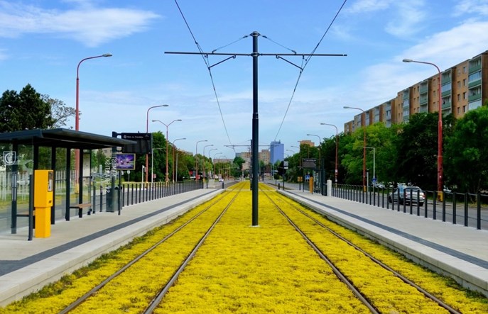 Bratysławskie tory tramwajowe mienią się żółcią