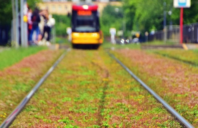 Tramwaje Warszawskie sadzą rozchodnik na Grochowskiej. Ruszyły prace