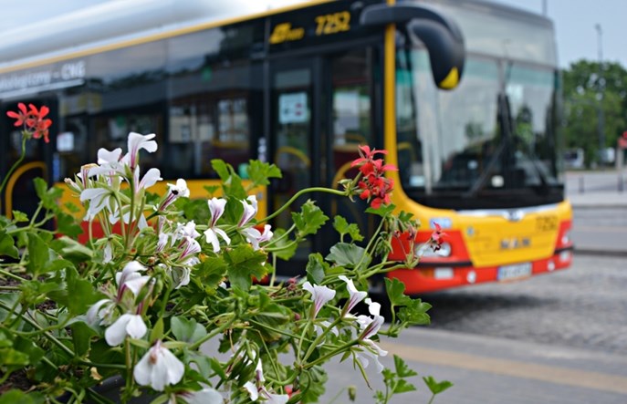 Kwiaty na warszawskich pętlach autobusowych i tramwajowych