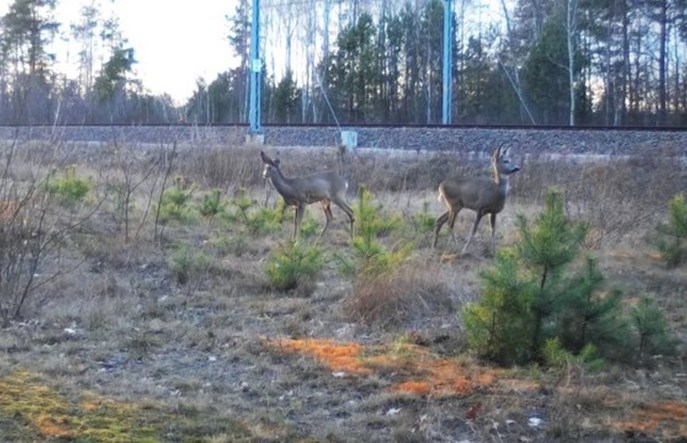 PLK prowadzi monitoring przyrodniczy w rejonie linii Rail Baltica