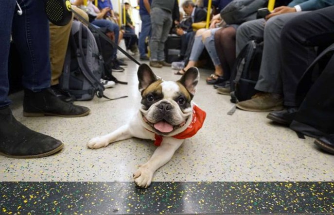 Londyn najbardziej przyjaznym miastem dla zwierząt w komunikacji