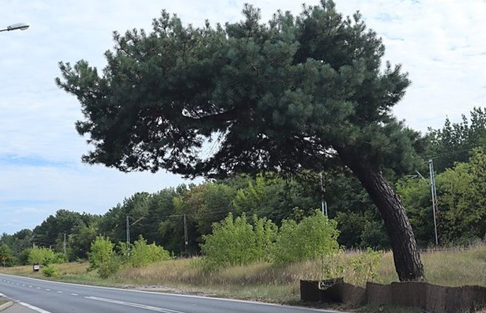 Sosna przy linii kolejowej nr 7 w Falenicy będzie pomnikiem przyrody