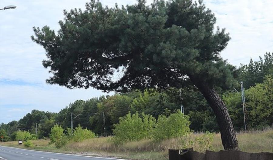 Sosna przy linii kolejowej nr 7 w Falenicy będzie pomnikiem przyrody Sosna przy linii kolejowej nr 7 w Falenicy będzie pomnikiem przyrody