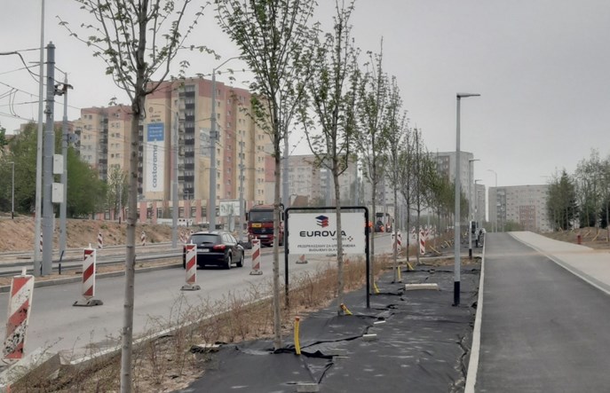Szczecin: Zieleni się Szafera. Kolejne środki na drzewa
