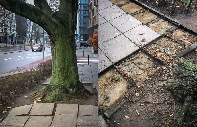 Warszawa chce stworzyć chodniki przyjazne dla drzew