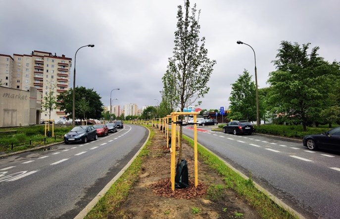 Warszawa: Zielona „obwodnica” Gocławia. Ponad 200 nowych drzew