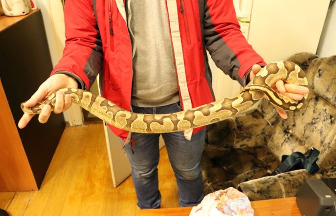 Wąż dusiciel w przesyłce konduktorskiej