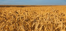 Ukraiński eksport: Kolej niezbędna do przewozu zbóż