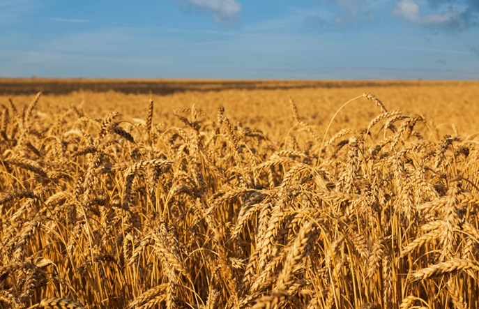 Ukraiński eksport: Kolej niezbędna do przewozu zbóż