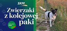 Można zwiedzić bocznicę SKM Warszawa i pomóc bezpańskim psom