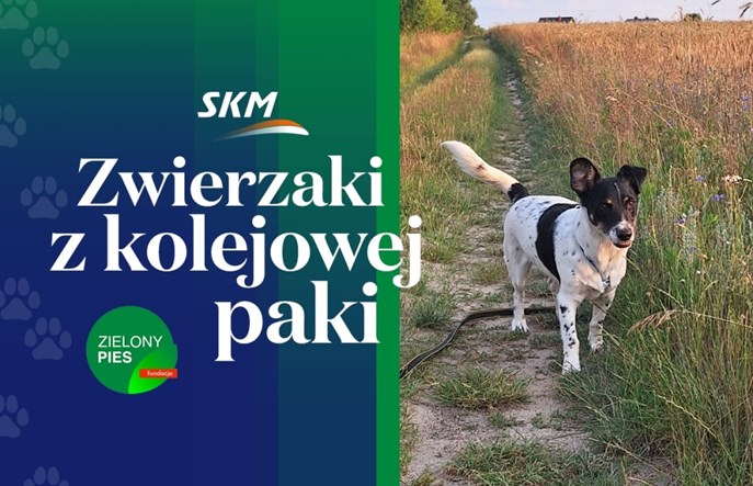 Można zwiedzić bocznicę SKM Warszawa i pomóc bezpańskim psom