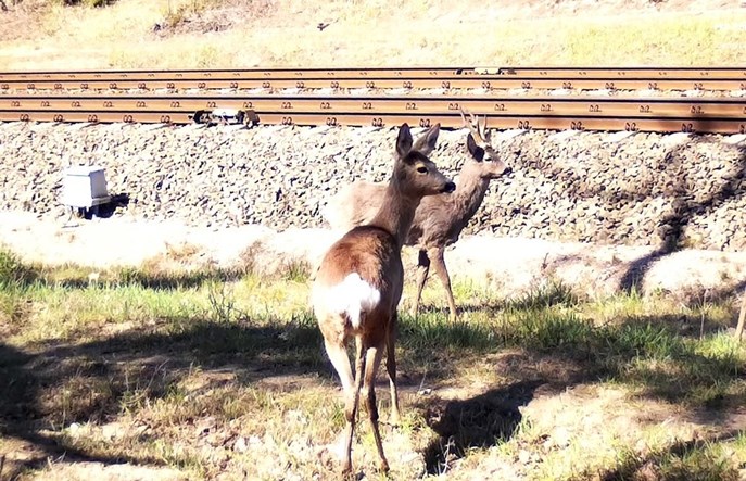 CMK na 250 km/h. PLK ponawia przetarg na ekrany i odstraszacze zwierząt