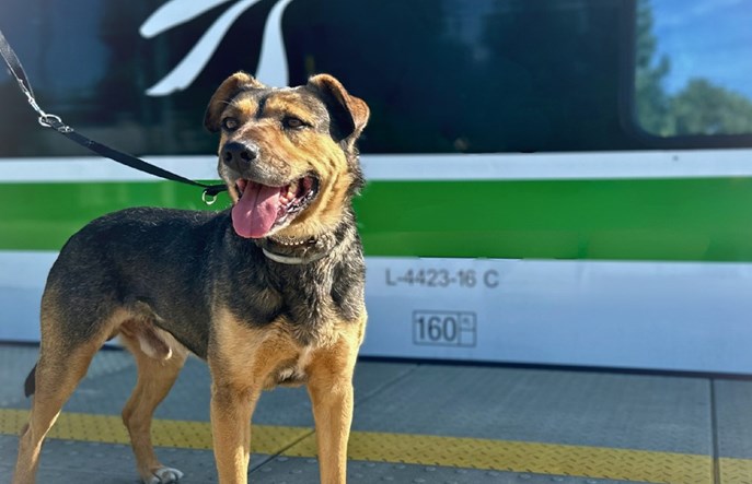 Koleje Mazowieckie wspierają schronisko dla zwierząt w Celestynowie