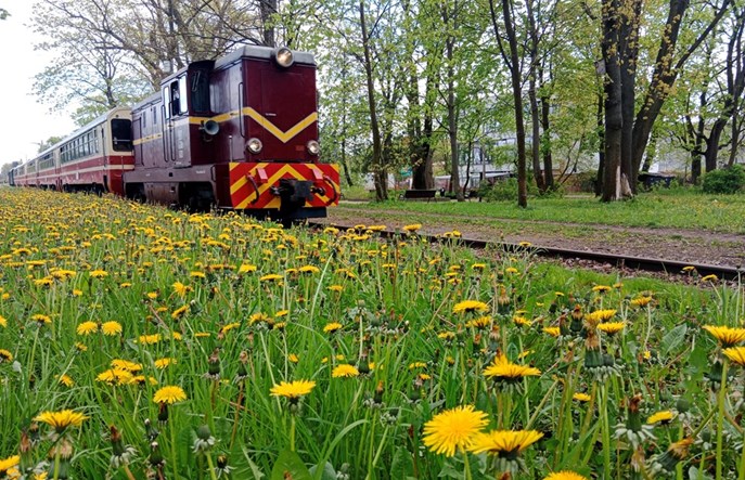 Piaseczyńska wąskotorówka: Jest wielki potencjał, ale nie ma środków  