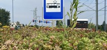 Kraków. Zielone dachy na wiatach przystankowych – chłodniej i bardziej ekologicznie