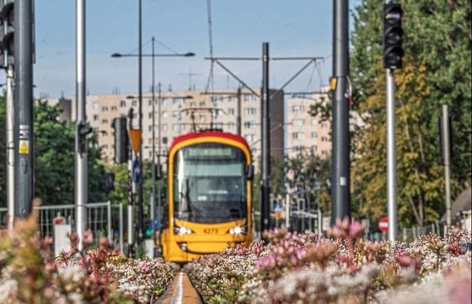 Tramwaje Warszawskie zazielenią kolejne torowiska