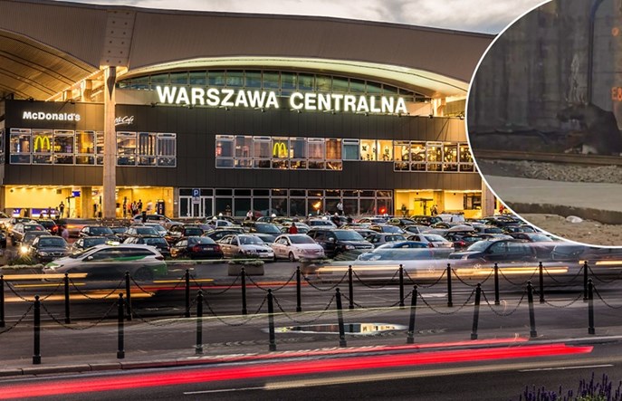 Łoś na torach kolejowych, sparaliżował ruch na stacji Warszawa Centralna 