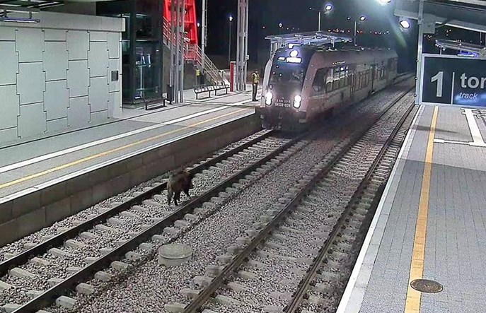 Dziki przejazd groźniejszy od dzika na torach  