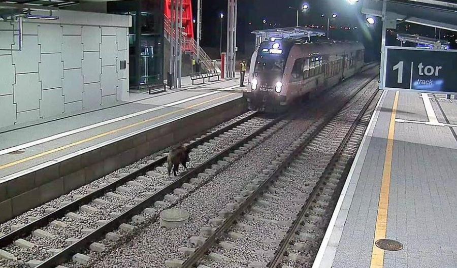 Dziki przejazd groźniejszy od dzika na torach Dziki przejazd groźniejszy od dzika na torach