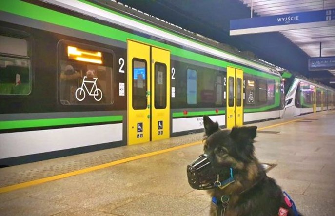 Koleje Mazowieckie pomagają zwierzętom z warszawskiego Palucha