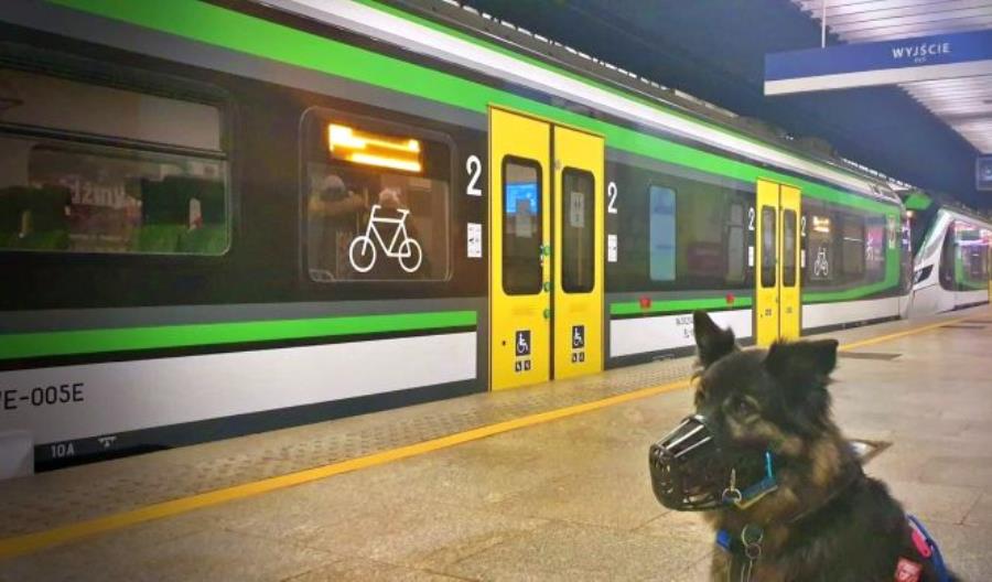 Koleje Mazowieckie pomagają zwierzętom z warszawskiego Palucha Koleje Mazowieckie pomagają zwierzętom z warszawskiego Palucha