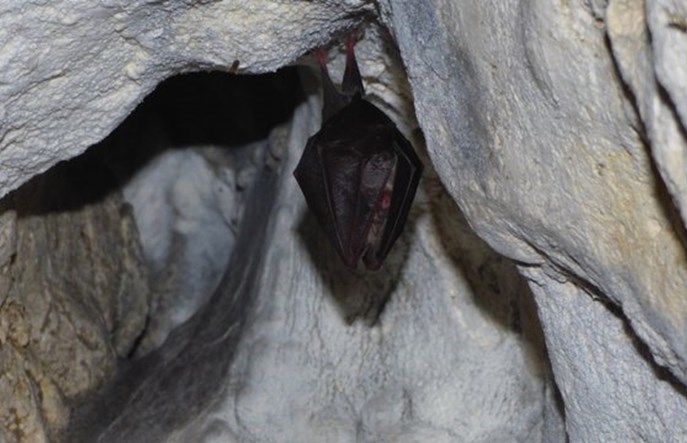Kolej nie zagraża nietoperzom, nietoperz nie przeszkadza kolei