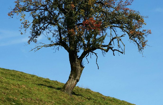 Prabrytyjska grusza zatrzymała Kolej Dużych Prędkości 