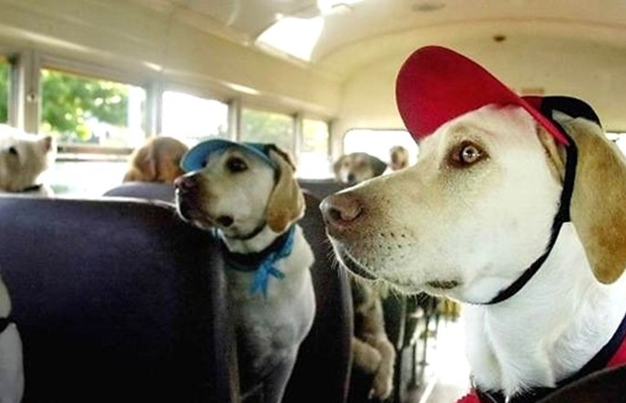 W PKS Polonus przewieziesz rower i psa (byle małego)