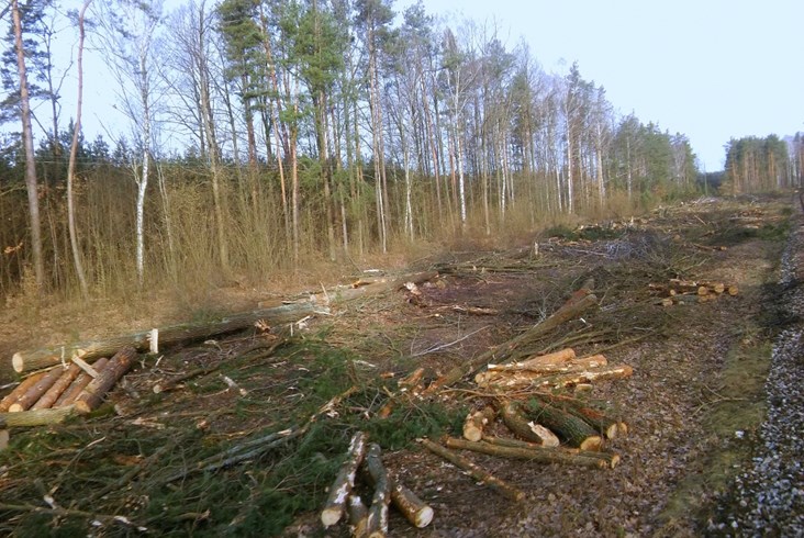 Wycinka drzew wzdłuż jednotorowego odcinka linii radomskiej