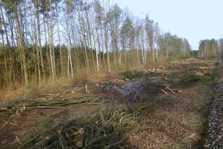 Wycinka drzew wzdłuż jednotorowego odcinka linii radomskiej