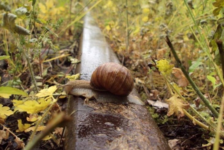 Dlaczego na 18 kilometrów linii 207 potrzeba aż trzech lat? Dlaczego na 18 kilometrów linii 207 potrzeba aż trzech lat?