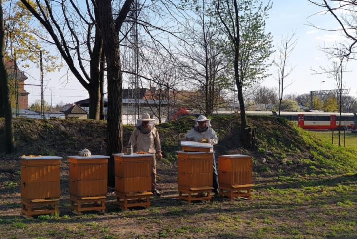 Pszczoły latają w SKM Warszawa