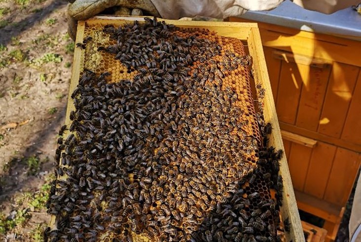 Pszczoły latają w SKM Warszawa