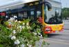 Kwiaty na warszawskich pętlach autobusowych i tramwajowych