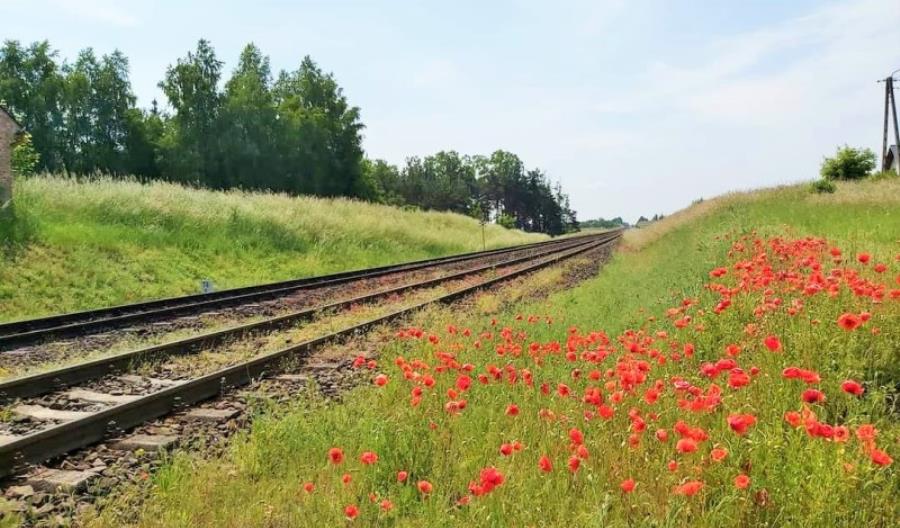 PLK z umową na projekt modernizacji linii na Kociewiu i w Borach Tucholskich