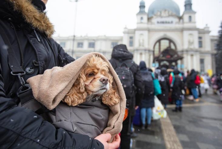 Ponad 100 tysięcy zwierząt ewakuowano pociągami Kolei Ukraińskich [zdjęcia]