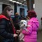 Ponad 100 tysięcy zwierząt ewakuowano pociągami Kolei Ukraińskich [zdjęcia]