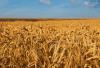 Ukraiński eksport: Kolej niezbędna do przewozu zbóż